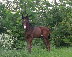 foal by Right Touch of Magic (Hanoverian, 2024, from Raven)