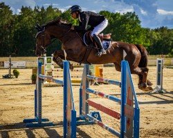 jumper Montevideo VDL (KWPN (Royal Dutch Sporthorse), 2017, from Global Express)