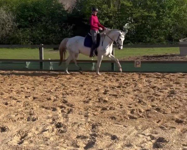 Video of Calle Cool