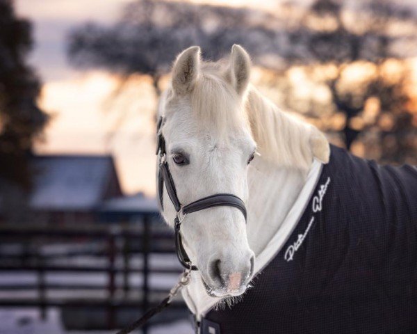 Dressurpferd Tarcur (Connemara-Pony, 2014)