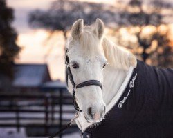 Dressurpferd Tarcur (Connemara-Pony, 2014)