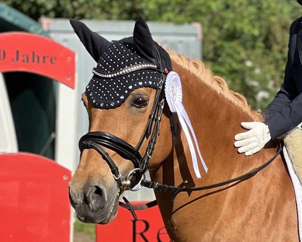 Springpferd Chantilly Lace (Welsh, 2007, von FS Champion de Luxe)