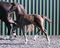 Dressurpferd Larkshill Nobelle (KWPN (Niederländisches Warmblut), 2018, von Desperado)