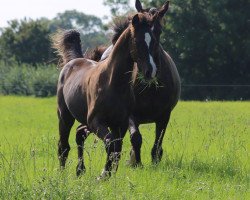 dressage horse Maserati LarkshillL (KWPN (Royal Dutch Sporthorse), 2017, from Glock's Dream Boy)