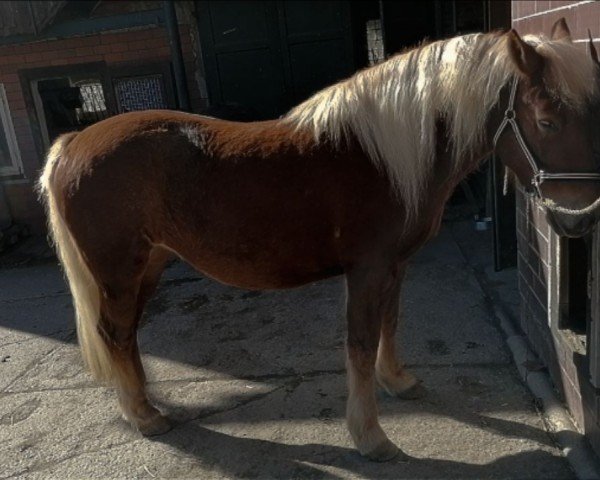 Pferd Tequila (Schwarzwälder Kaltblut, 2021, von Don Olewo)