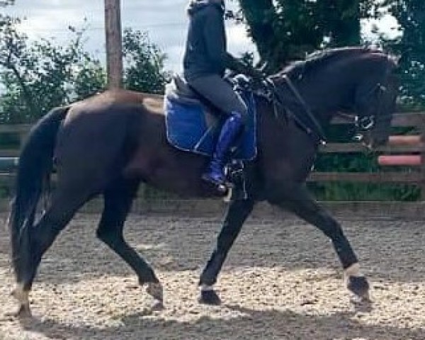 dressage horse Maserati LarkshillL (KWPN (Royal Dutch Sporthorse), 2017, from Glock's Dream Boy)