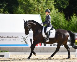 dressage horse Simsalabim K (Zweibrücken, 2011, from Semper)