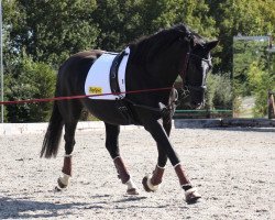 dressage horse Larkshill Veyron (KWPN (Royal Dutch Sporthorse), 2016, from Negro)