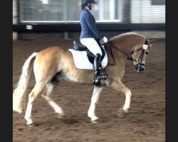 dressage horse Scharly 7 (Edelbluthaflinger, 2017, from Sherlock Holmes C. (2,15% ox))