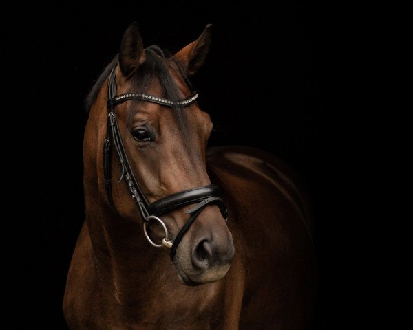dressage horse Victorinox (Westphalian, 2016, from Veneno)