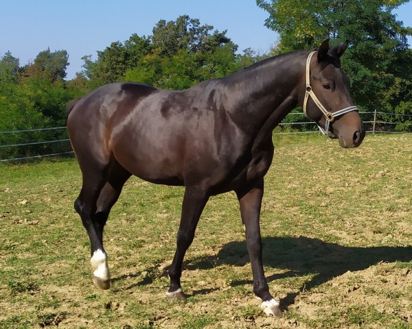 stallion LE DIAMOND BLUE (Zangersheide riding horse, 2018, from Le Blue Diamond v't Ruytershof)