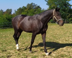 stallion LE Diamond Blue (Zangersheide riding horse, 2018, from Le Blue Diamond v't Ruytershof)