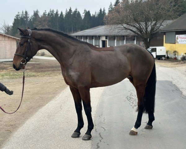 Pferd Browny Emma (Westfale, 2019, von Bentley van de Heffinck)