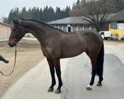 Pferd Browny Emma (Westfale, 2019, von Bentley van de Heffinck)