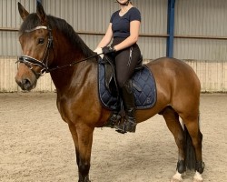 horse Mellaer's Karaat (New Forest Pony, 2013, from Sulaatik's Peter Pan)