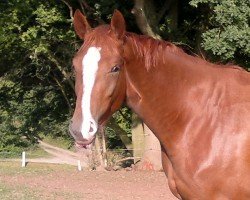 broodmare Ballerina B (Hanoverian, 2009, from Ballettmeister)