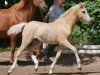 dressage horse Donut With Cream (German Riding Pony, 2018, from Diamond Touch NRW)