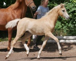 Dressurpferd Donut With Cream (Deutsches Reitpony, 2018, von Diamond Touch NRW)