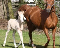 Dressurpferd Daila He (Deutsches Reitpony, 2017, von Diamond Touch NRW)