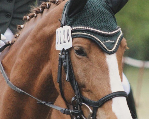 jumper Virginia 214 (Hanoverian, 2011, from Vulkano 10)