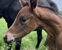 foal Sweet Skylar (Hannoveraner, 2024, from Sir Donnerhall I)