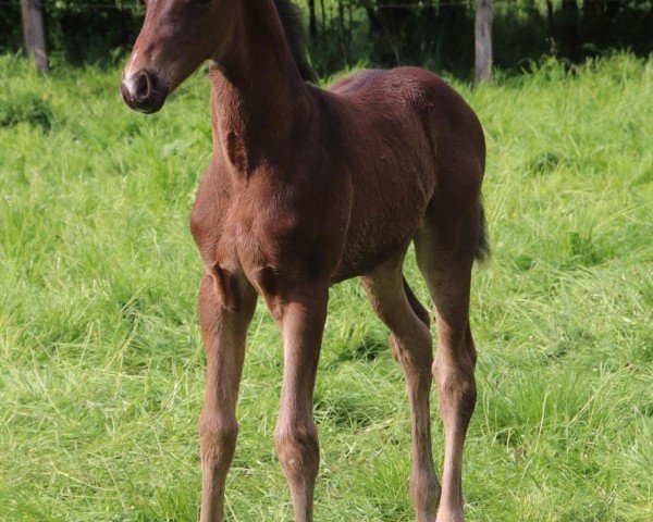 dressage horse Ferres (Hanoverian, 2023, from Fanegro)