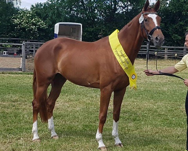 broodmare Fräulein Smilla (Hanoverian, 2013, from Franziskus FRH)