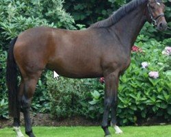 broodmare Lotta (Hanoverian, 2009, from Lauries Crusador xx)