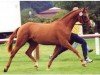 broodmare Widulla (Hanoverian, 1998, from Wittinger)