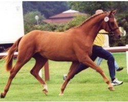 broodmare Widulla (Hanoverian, 1998, from Wittinger)