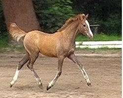 dressage horse Grille He (German Riding Pony, 2012, from Greylight)