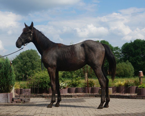 jumper Caytens Comet (Hanoverian, 2023, from Caytens)