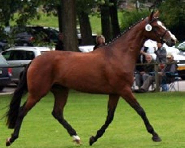 dressage horse Laureen 45 (Hanoverian, 2003, from Lauries Crusador xx)