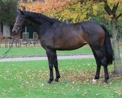 dressage horse Runa HE (Oldenburg, 2016, from Rocco Granata)