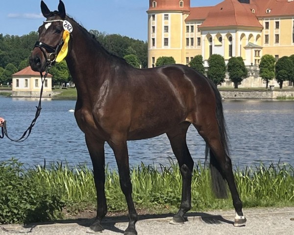 broodmare Pr.+StPrSt. Geraldine Chaplin RZ (Trakehner, 2020, from Kentucky)