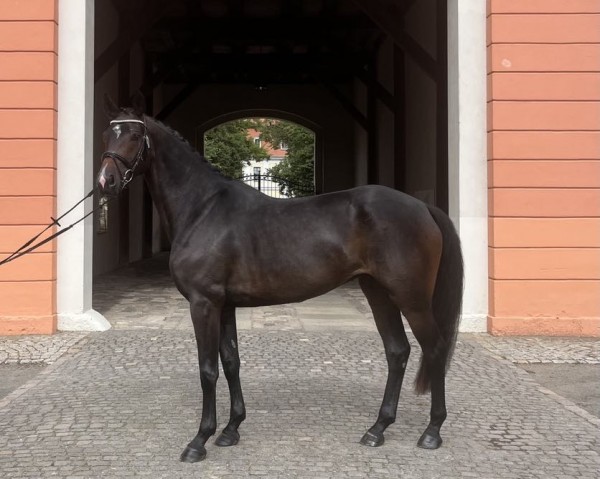 broodmare Cocoloco RZ (German Warmblood, 2020, from Fürst Wettin)