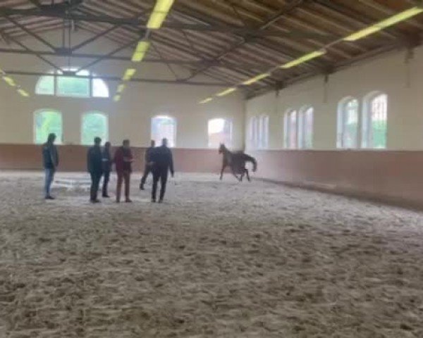 Video of Cocoloco RZ