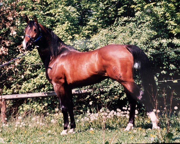 stallion Fino De Santana (Shagya Arabian, 1993, from Nasrallah)