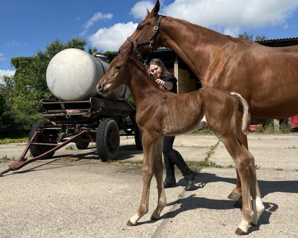 dressage horse Valencoso (German Sport Horse,  , from DSP VA Bene)