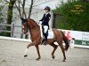 dressage horse Bermuda Bay (Westphalian, 2011, from Basic)