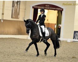 dressage horse Dèjá-vu (Oldenburg, 2012, from Don Index)