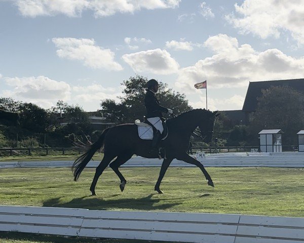 dressage horse Dick's Edition (Hanoverian, 2013, from Harmony's Desiderio)