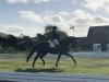 dressage horse Dick's Edition (Hanoverian, 2013, from Harmony's Desiderio)