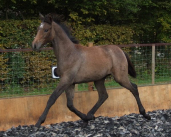 broodmare Bella Mia (Trakehner, 2011, from Tycoon)