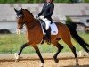 dressage horse Baroness 369 (Hanoverian, 2011, from Belissimo NRW)