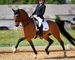 dressage horse Baroness 369 (Hanoverian, 2011, from Belissimo NRW)