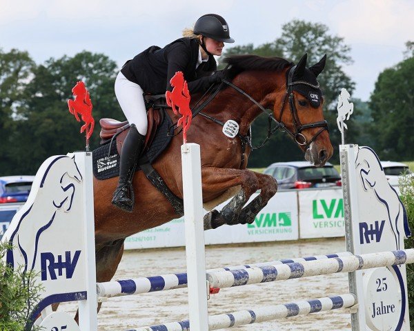 jumper Cornetino SW (German Sport Horse, 2019, from Cartusch 21)