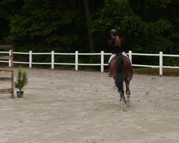 Reitturnier Losheim am See 2024