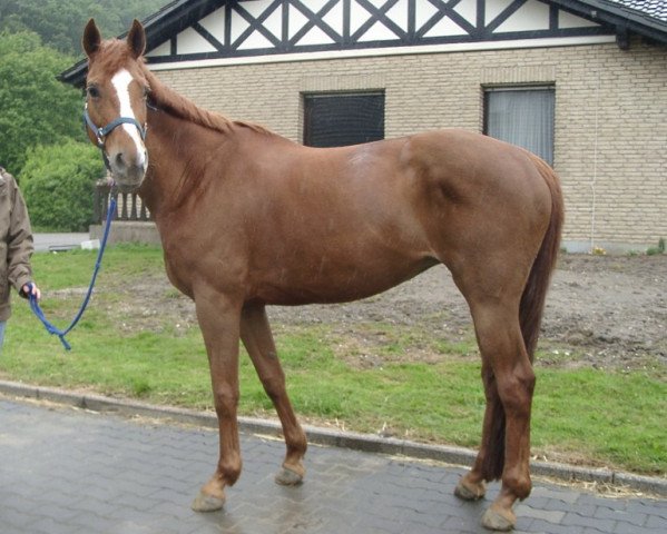 broodmare Natiella v.Krotenbach (Trakehner, 1993, from Herzruf)