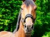 broodmare Bon Chita (Zangersheide riding horse, 2020, from Baggio)